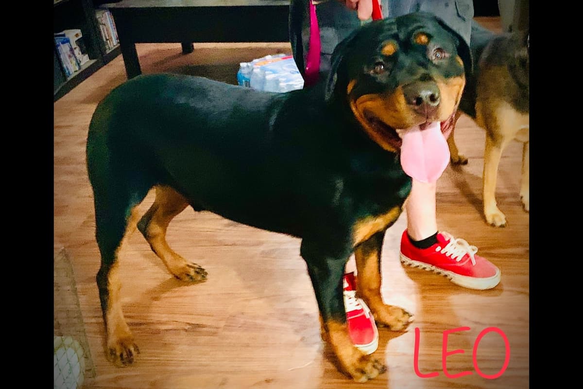 Romeo Ranch Rottweiler Puppies 4054098923 breeder image 6