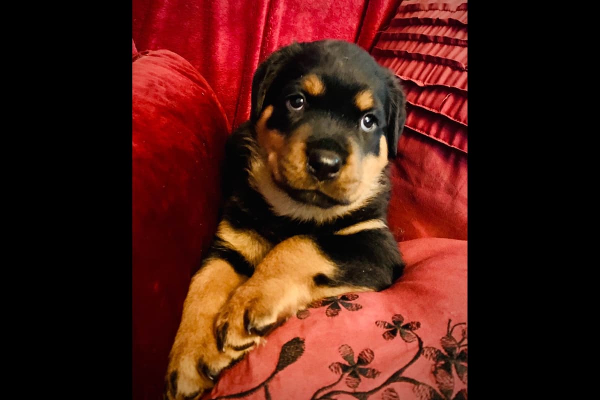 Romeo Ranch Rottweiler Puppies 4054098923 breeder image 17