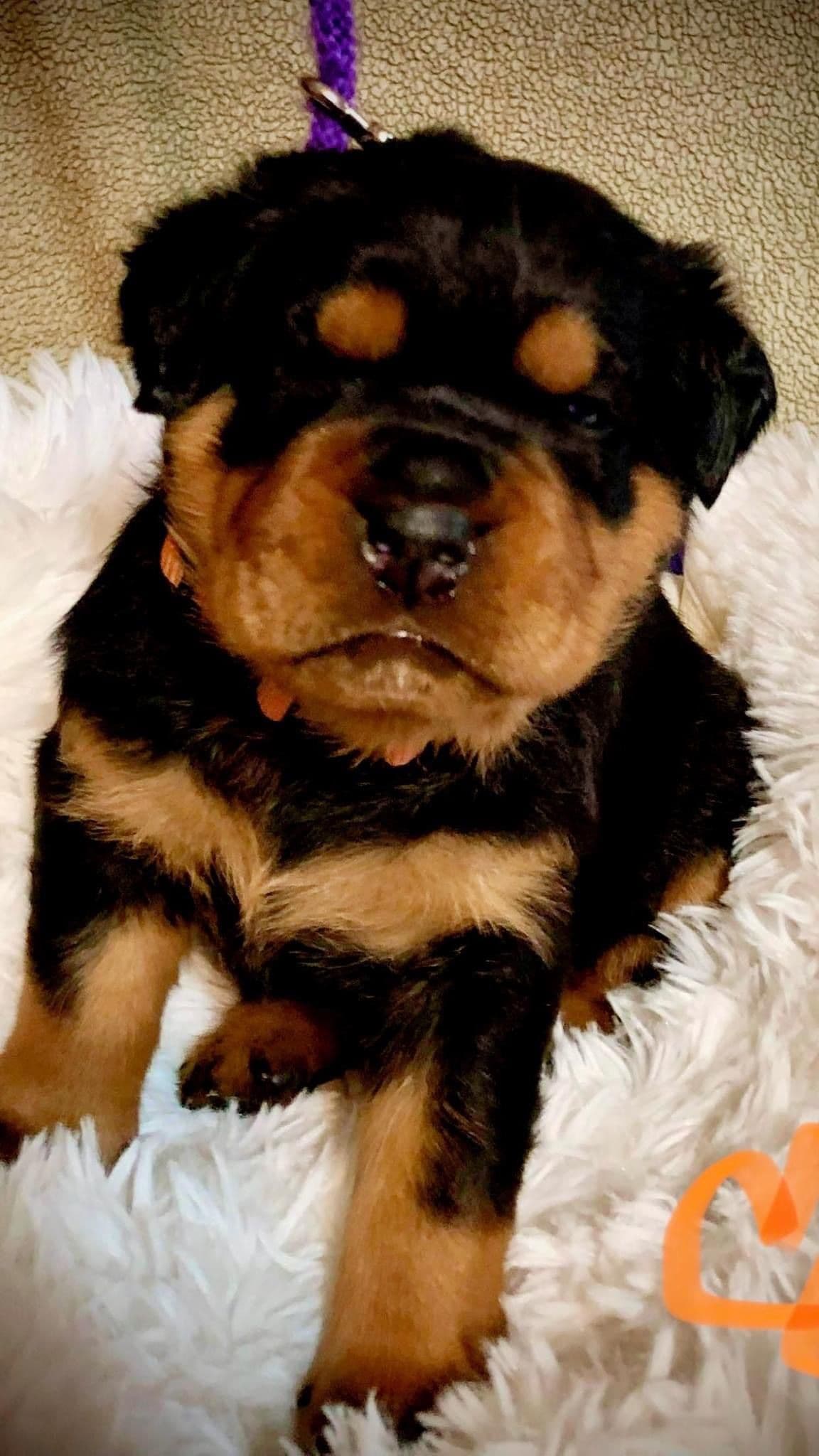 Romeo Ranch Rottweiler Puppies 4054098923 breeder image 24