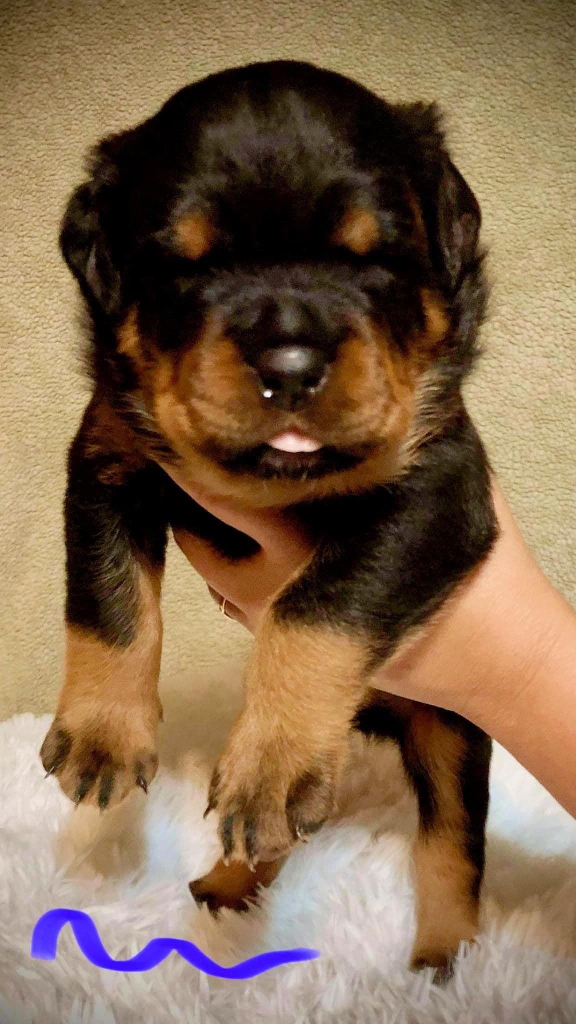 Romeo Ranch Rottweiler Puppies 4054098923 breeder image 27