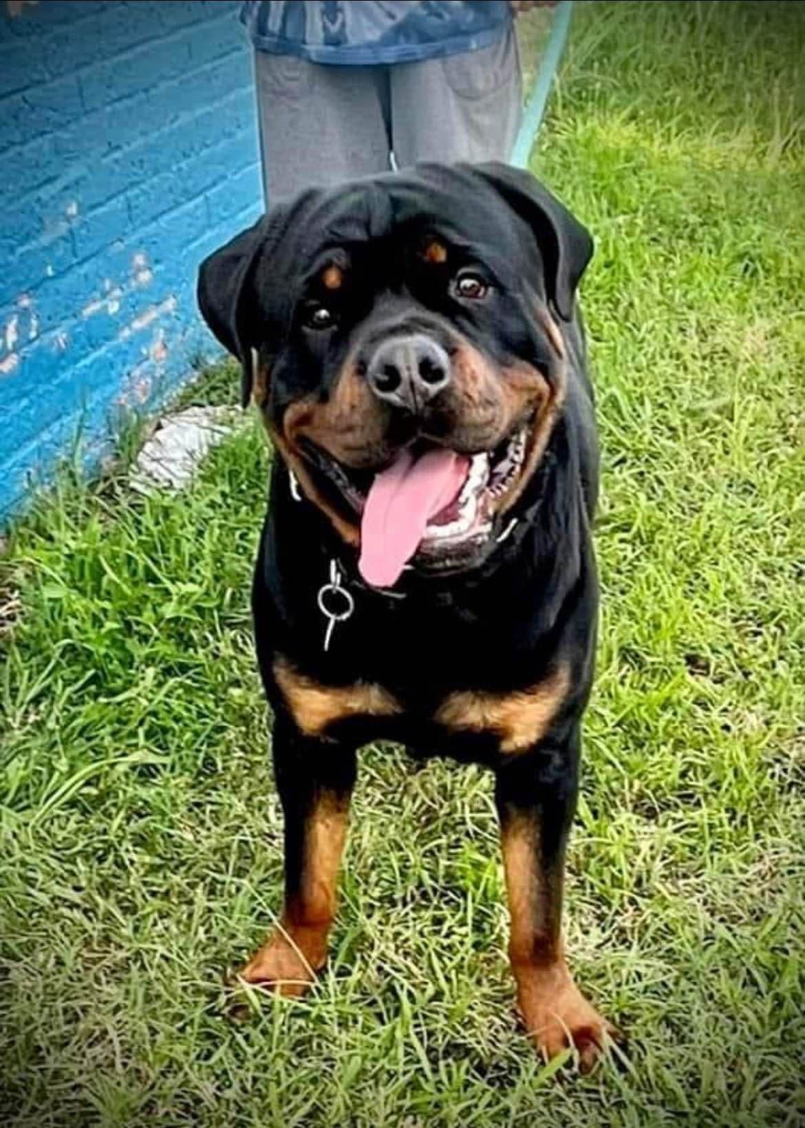 Romeo Ranch Rottweiler Puppies 4054098923 breeder image 8