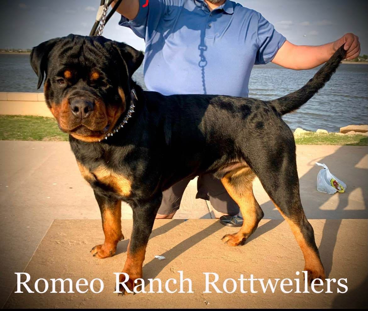 Romeo Ranch Rottweiler Puppies 4054098923 breeder image 1