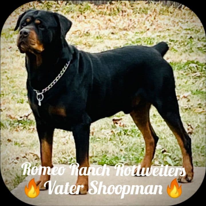 Romeo Ranch Rottweiler Puppies 4054098923 breeder image 19