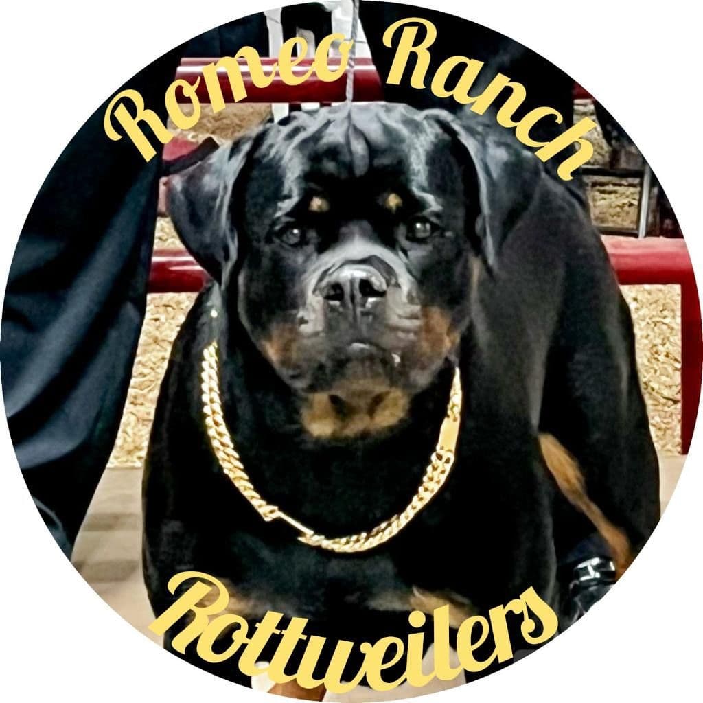 Romeo Ranch Rottweiler Puppies 4054098923 breeder image 29