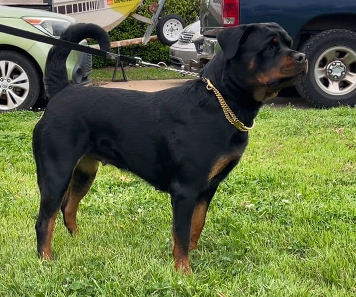 Romeo Ranch Rottweiler Puppies 4054098923 breeder image 22