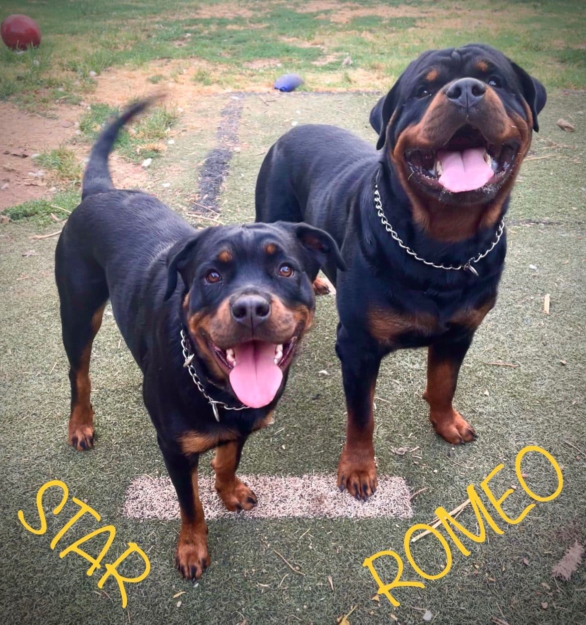 Romeo Ranch Rottweiler Puppies 4054098923 breeder image 31