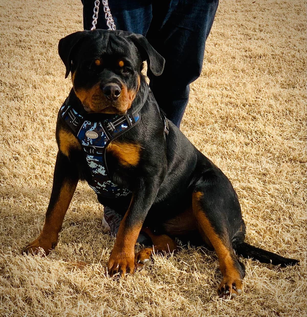 Romeo Ranch Rottweiler Puppies 4054098923 breeder image 5