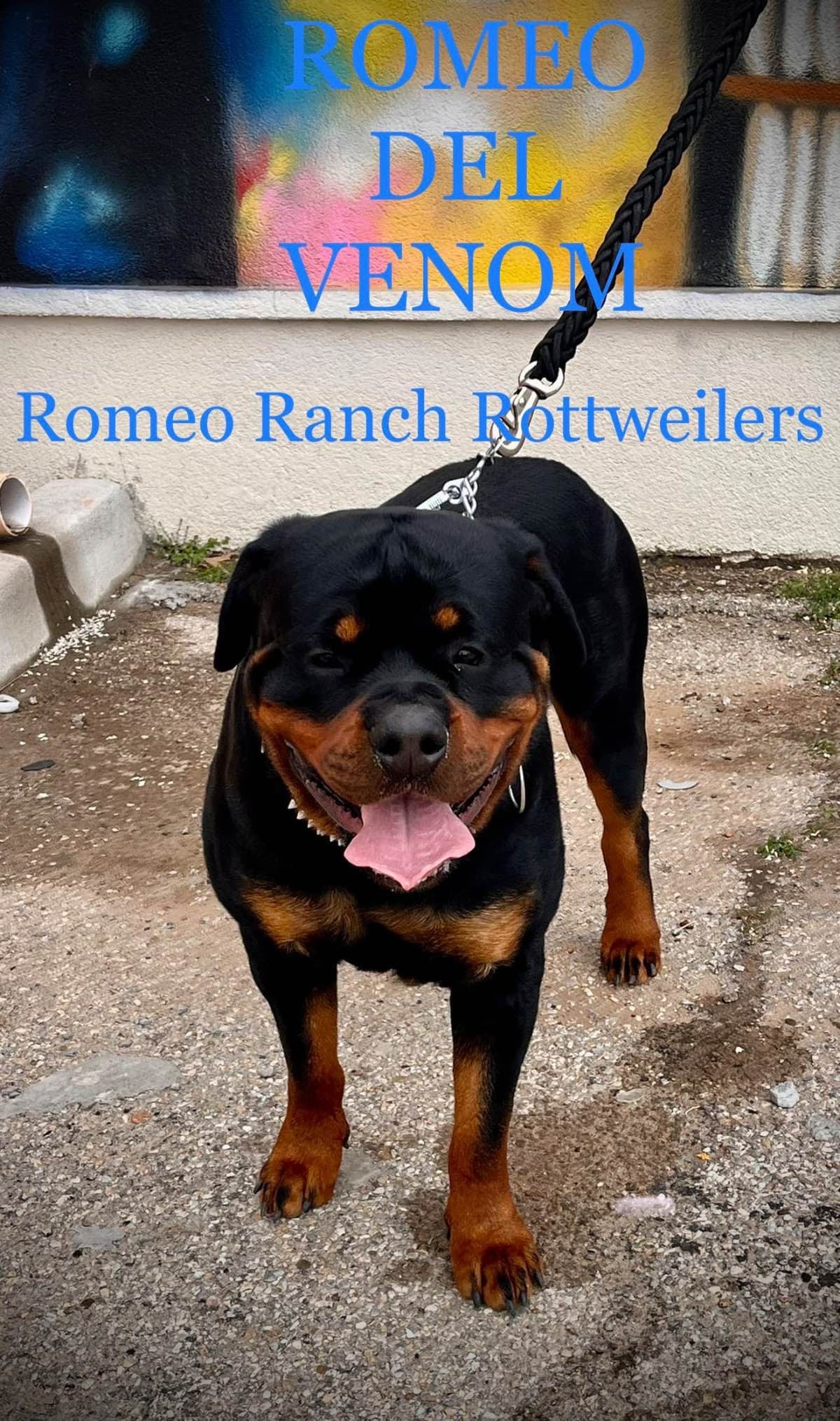 Romeo Ranch Rottweiler Puppies 4054098923 breeder image 25