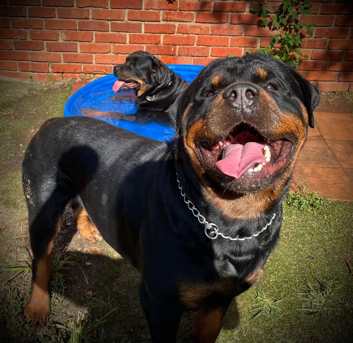 Romeo Ranch Rottweiler Puppies 4054098923 breeder image 28