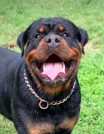 Romeo Ranch Rottweiler Puppies 4054098923 breeder image 11