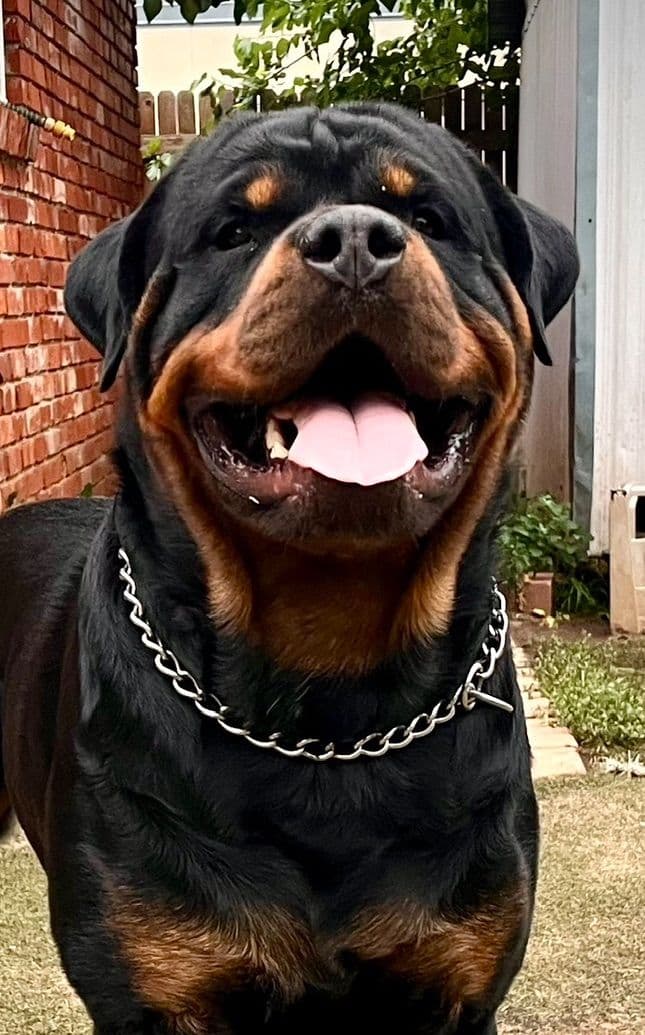 Romeo Ranch Rottweiler Puppies 4054098923 breeder image 16