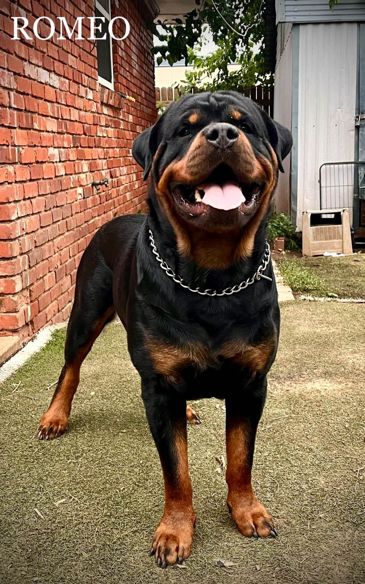 Romeo Ranch Rottweiler Puppies 4054098923 breeder image 18