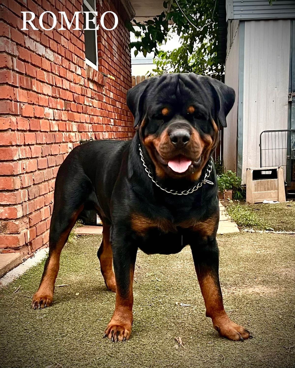 Romeo Ranch Rottweiler Puppies 4054098923 breeder image 23