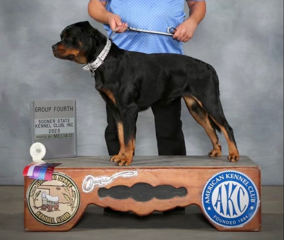 Romeo Ranch Rottweiler Puppies 4054098923 breeder image 30