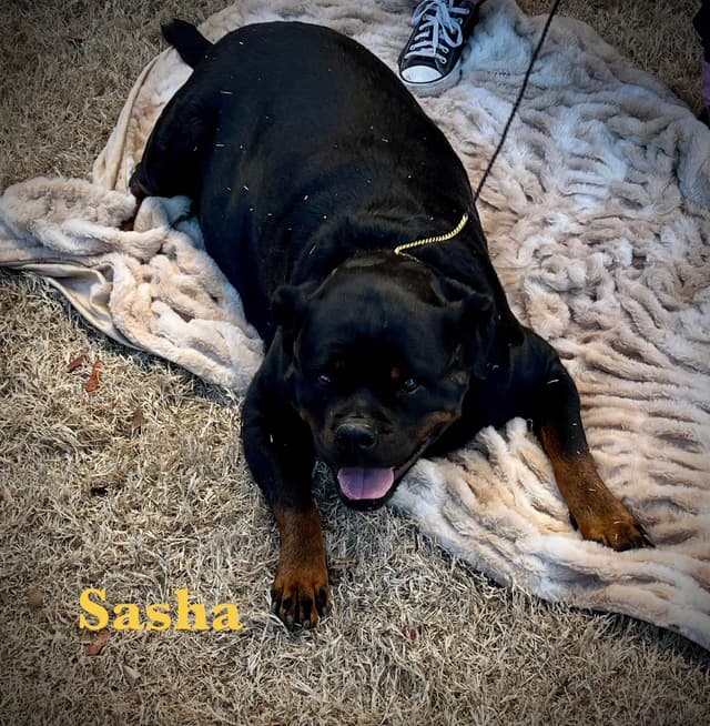 Romeo Ranch Rottweiler Puppies media 2
