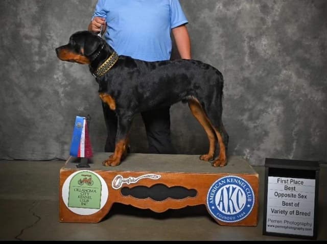 Romeo Ranch Rottweiler Puppies media 3