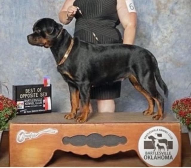 Romeo Ranch Rottweiler Puppies media 4