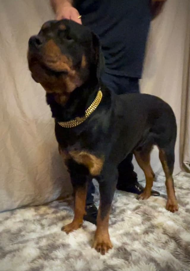 Romeo Ranch Rottweiler Puppies media 5
