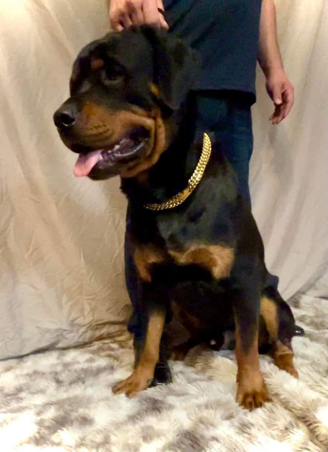 Romeo Ranch Rottweiler Puppies media 7