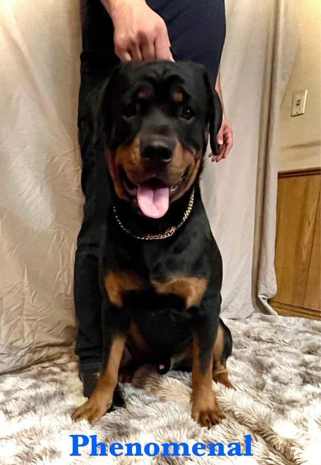 Romeo Ranch Rottweiler Puppies media 8