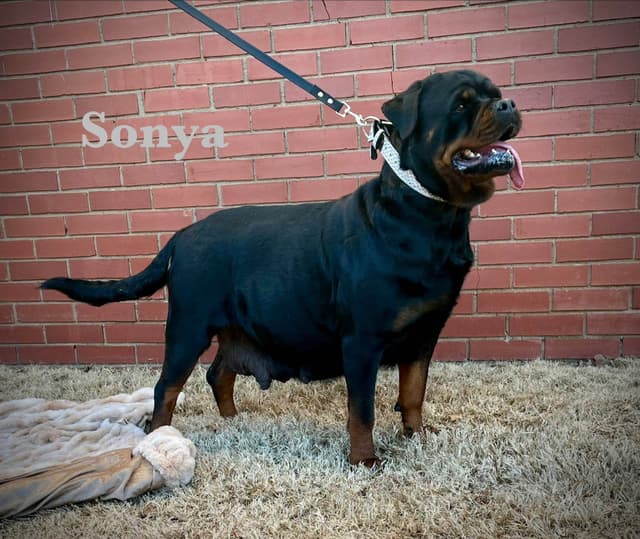 Romeo Ranch Rottweiler Puppies 4054098923 media 2