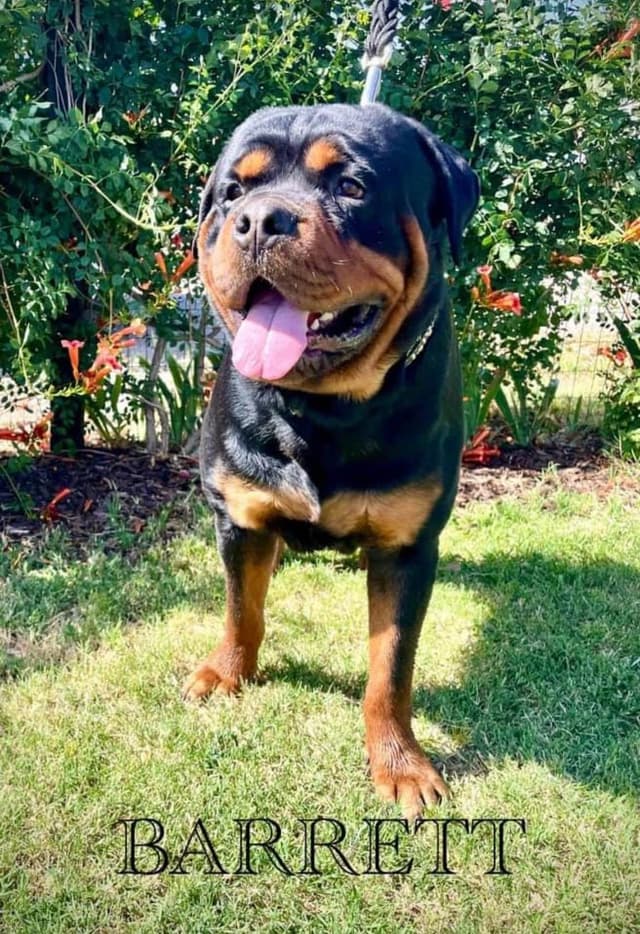 Romeo Ranch Rottweiler Puppies 4054098923 media 3