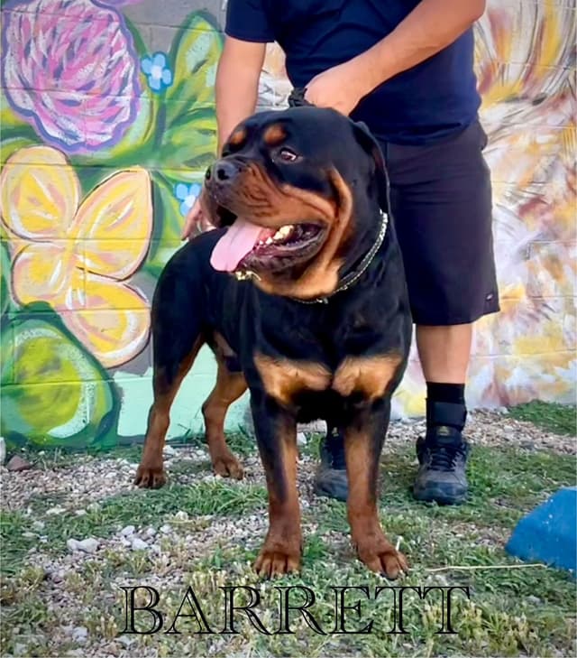 Romeo Ranch Rottweiler Puppies 4054098923 media 4