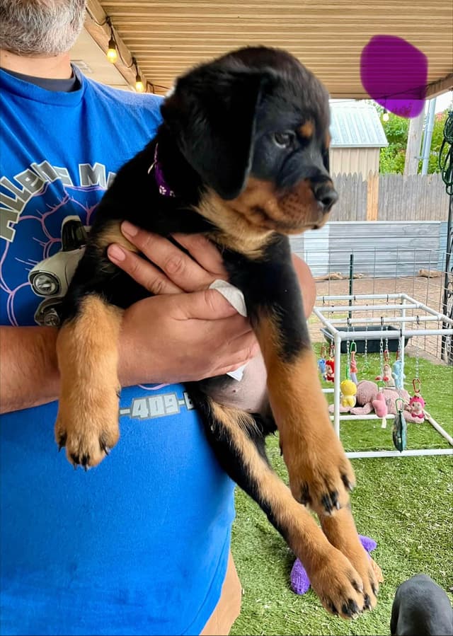 Romeo Ranch Rottweiler Puppies media 9