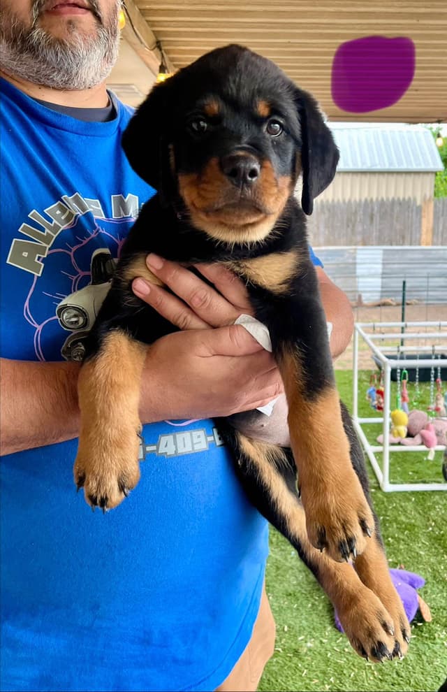 Romeo Ranch Rottweiler Puppies media 10
