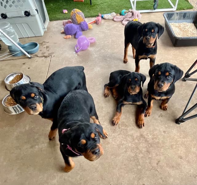 Romeo Ranch Rottweiler Puppies 4054098923 media 5