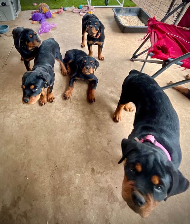 Romeo Ranch Rottweiler Puppies 4054098923 media 6