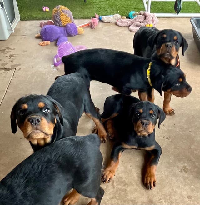Romeo Ranch Rottweiler Puppies 4054098923 media 7