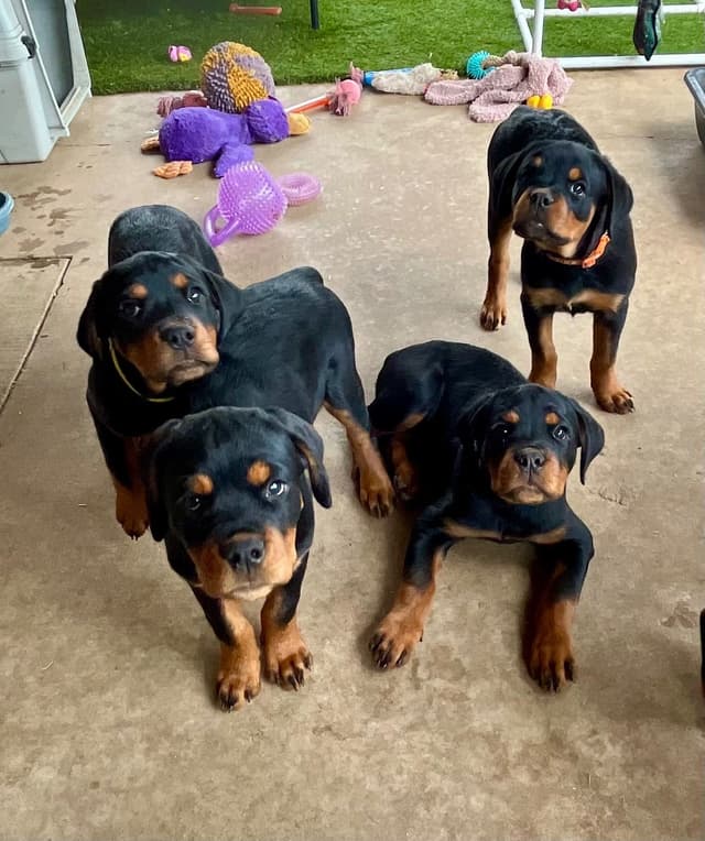 Romeo Ranch Rottweiler Puppies 4054098923 media 8