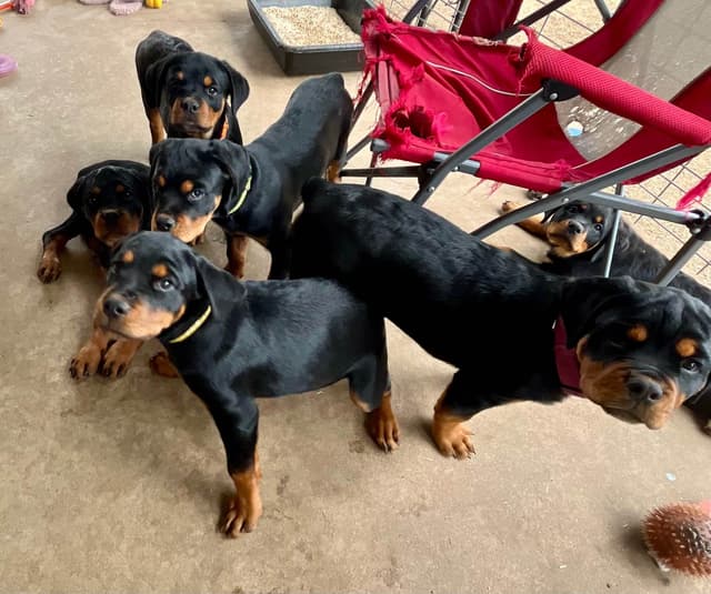 Romeo Ranch Rottweiler Puppies 4054098923 media 9