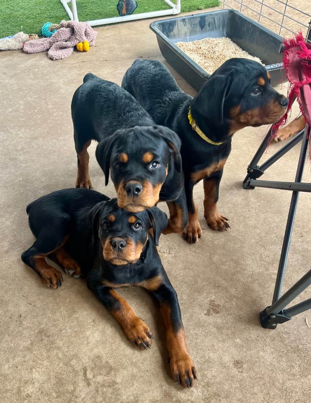 Romeo Ranch Rottweiler Puppies 4054098923 media 10