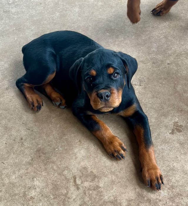 Romeo Ranch Rottweiler Puppies 4054098923 media 11