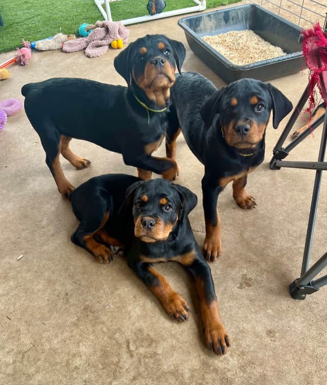 Romeo Ranch Rottweiler Puppies 4054098923 media 12