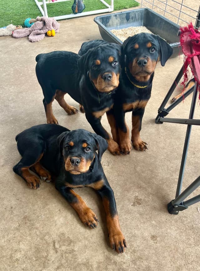 Romeo Ranch Rottweiler Puppies 4054098923 media 13