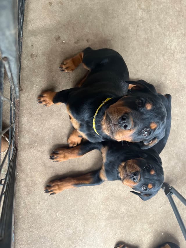 Romeo Ranch Rottweiler Puppies 4054098923 media 14