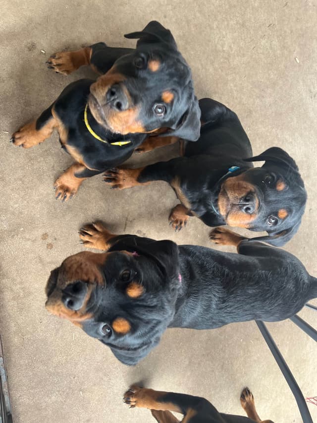 Romeo Ranch Rottweiler Puppies 4054098923 media 15