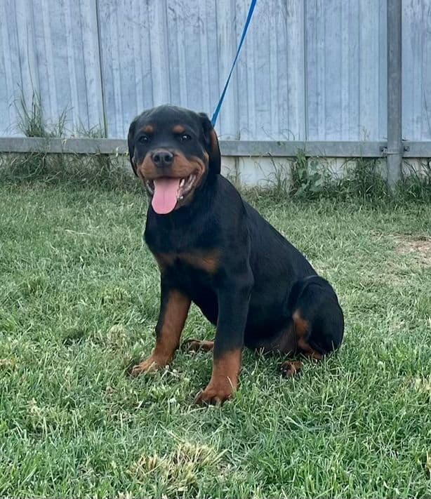 Romeo Ranch Rottweiler Puppies 4054098923 media 16