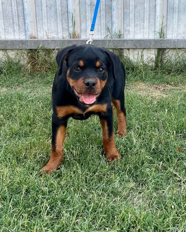 Romeo Ranch Rottweiler Puppies 4054098923 media 17