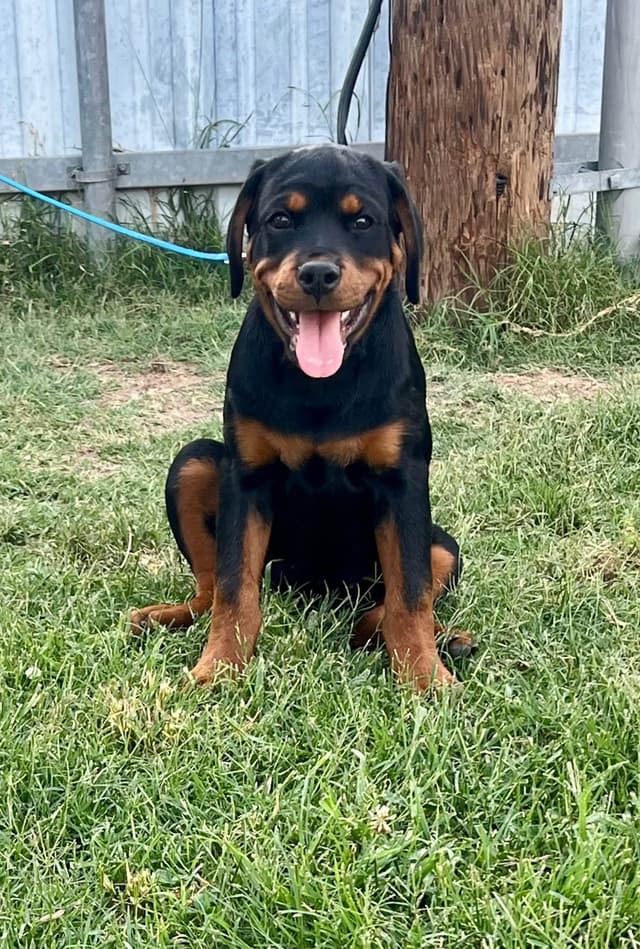 Romeo Ranch Rottweiler Puppies 4054098923 media 18
