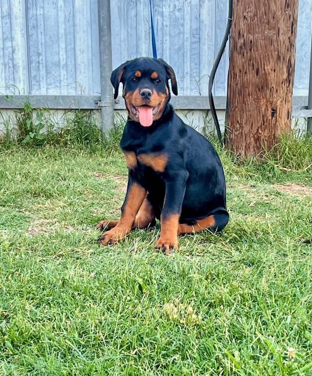 Romeo Ranch Rottweiler Puppies 4054098923 media 19