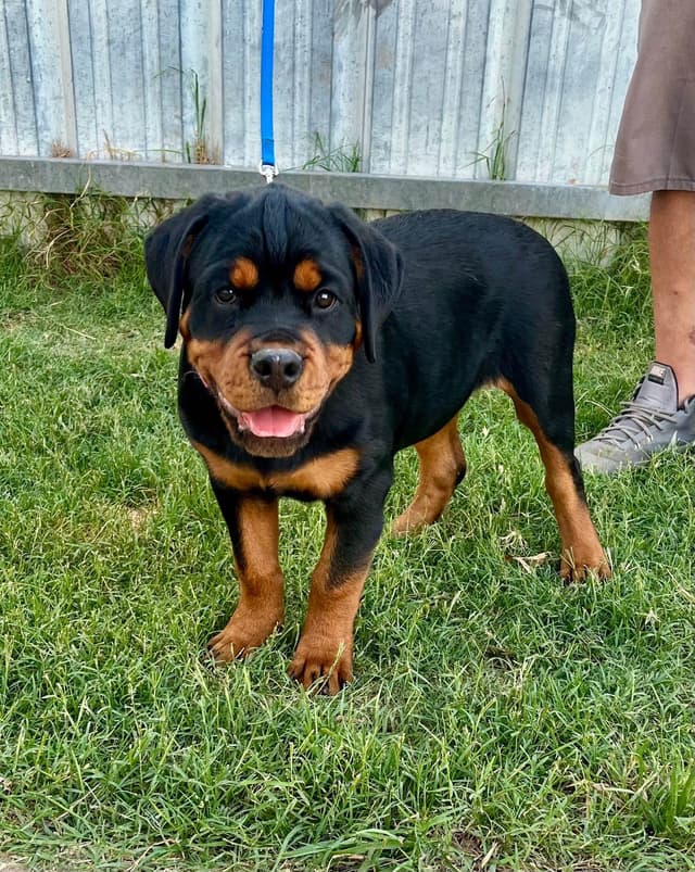 Romeo Ranch Rottweiler Puppies 4054098923 media 20