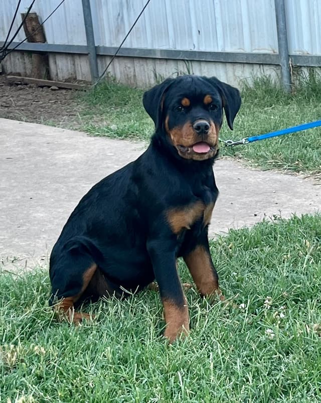Romeo Ranch Rottweiler Puppies 4054098923 media 21
