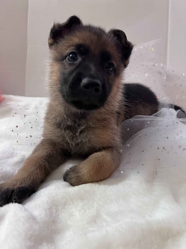 German Shepherd Dog Puppies media 3