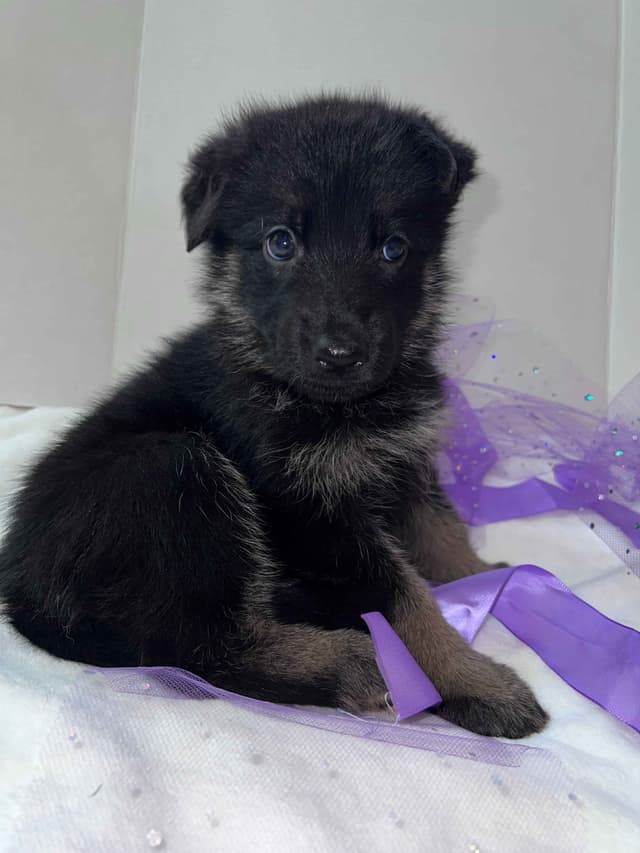 German Shepherd Dog Puppies media 4