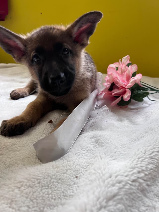 German Shepherd Dog Puppies media 6
