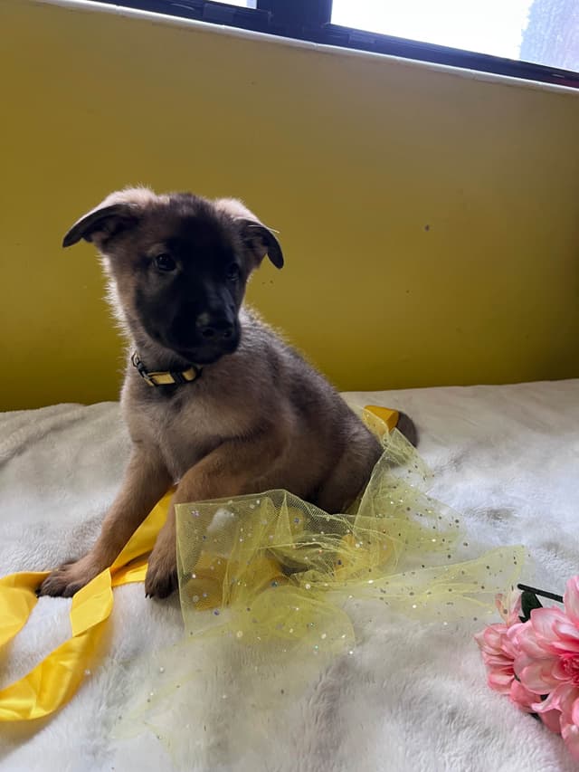 German Shepherd Dog Puppies media 7